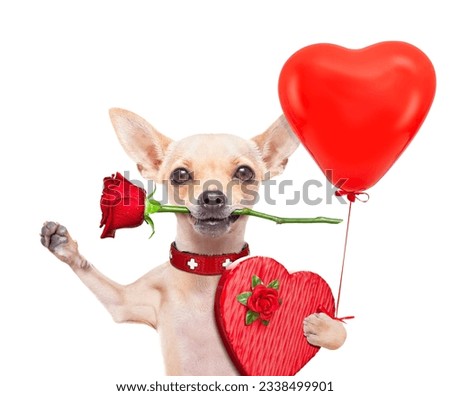 valentines chihuahua dog holding a rose with mouth and a present box , isolated on white background