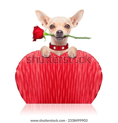 valentines chihuahua dog holding a red rose with mouth ,isolated on white background