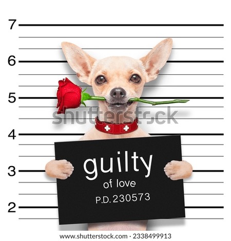 valentines chihuahua dog with rose in mouth as a mugshot guilty for love
