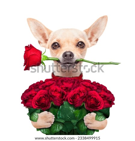 valentines chihuahua dog holding a bunch of red roses , one rose in mouth , isolated on white background