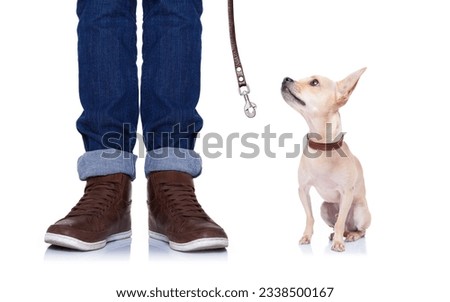 chihuahua dog waiting to go for a walk with owner with leather leash , isolated on white background