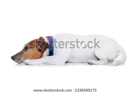 bad behavior dog being punished by owner, isolated on white background