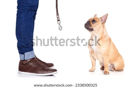 fawn bulldog dog and owner ready to go for a walk, or dog being punished for a bad behavior, isolated on white background