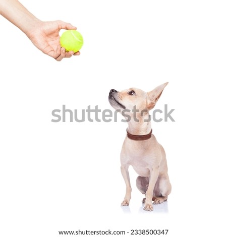 chihuahua dog ready to play and have fun with owner and tennis ball toy , isolated on white background