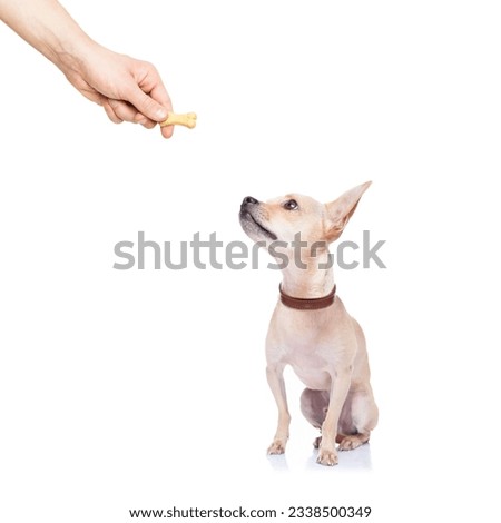 chihuahua dog getting a cookie as a treat for good behavior,isolated on white background