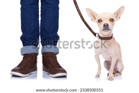 chihuahua dog waiting to go for a walk with owner with leather leash , isolated on white background