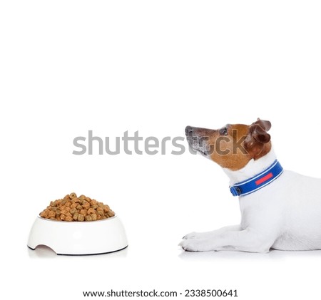 dog waiting for a sign to start eating food out of the bowl , looking up to owner, isolated on white background