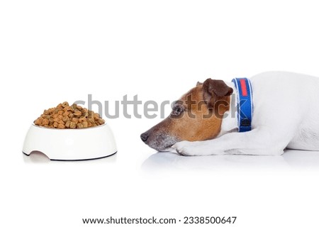 dog waiting to start eating food out of the bowl , isolated on white background