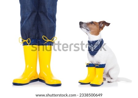 jack russell dog sitting , begging and waiting to go for a walk with owner , prepared for rain and dirt, wearing rain boots, isolated on white background