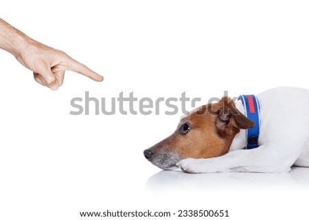 bad behavior dog being punished by owner with finger pointing at him , isolated on white background