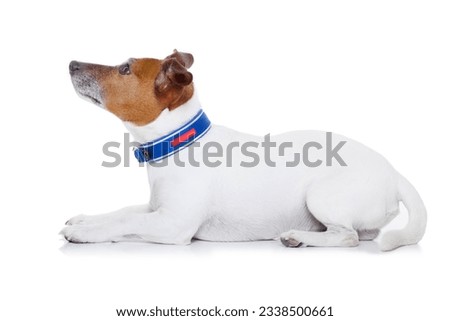 bad behavior dog being punished by owner looking up , isolated on white background