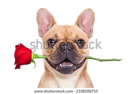 valentines dog in love with you , with a red rose in mouth , isolated on white background