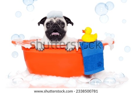 pug dog in a bathtub not so amused about that , with yellow plastic duck and towel, covered in foam , isolated on white background