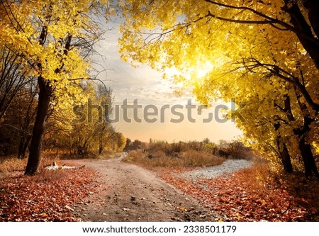 Country road in the autumn maple forest