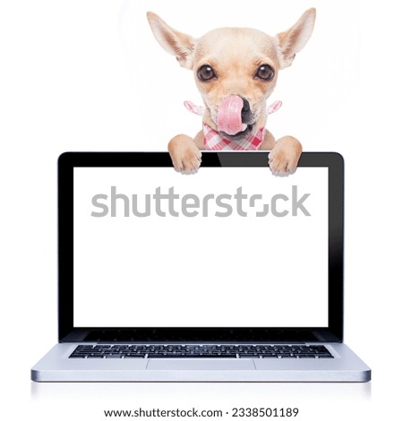 hungry with tongue licking chihuahua dog behind a laptop pc computer screen, isolated on white background