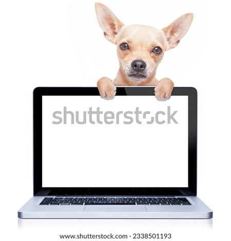 chihuahua dog behind a laptop pc computer screen, isolated on white background