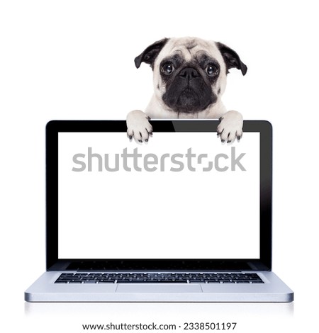 pug dog behind a laptop pc laptop computer screen, isolated on white background