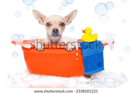 chihuahua dog in a bathtub not so amused about that , with yellow plastic duck and towel, covered in foam , isolated on white background