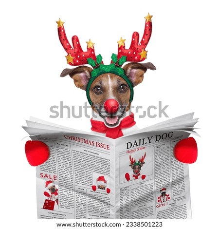 jack russell dog dressed as santa reading the christmas issue on the newspaper, isolated on white background