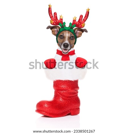 reindeer dog inside a Santa Claus Boot as a christmas surprise or present, isolated on white background