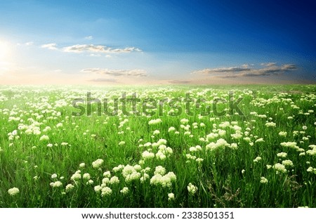 Field of white flowers and green grass at sunset
