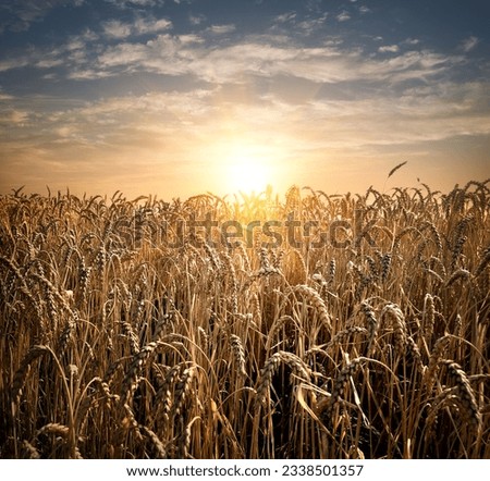 Field of ripe wheat at the sunset