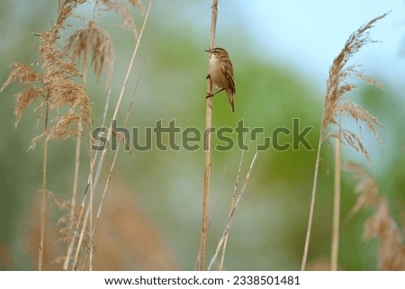 The sedge warbler, Acrocephalus schoenobaenus - is an Old World warbler in the genus Acrocephalus