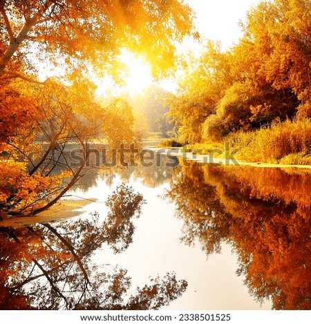 River in a delightful autumn forest at sunny day