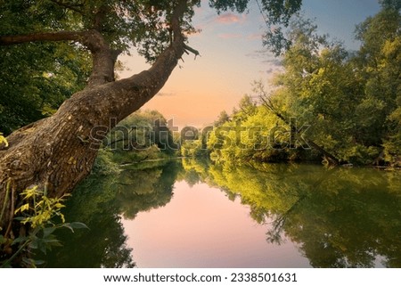 Evening on the river in the forest