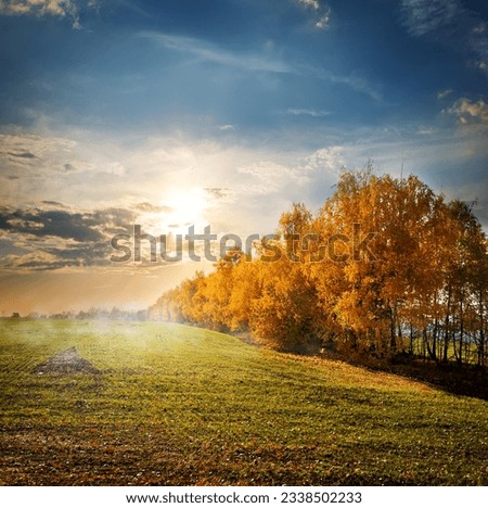 Trees with yellow leaves in the autumn field