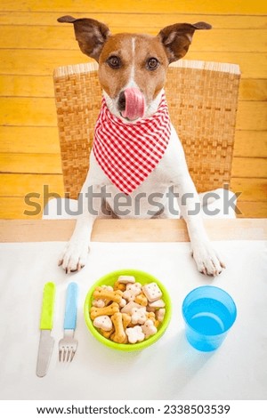 jack russell dog sitting at table ready to eat a full food bowl as a healthy meal, tablecloths included