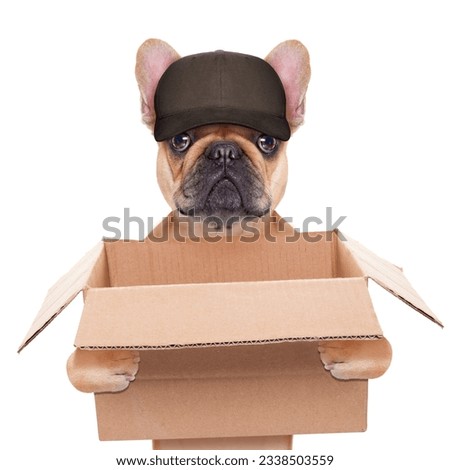 french bulldog holding a moving box, helping out for a relocation, isolated on white background