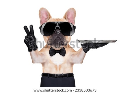 french bulldog with peace or victory fingers holding a service tray , ready to help, isolated on white background
