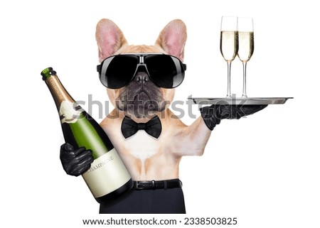 french bulldog with champagne bottle, holding a service tray with glasses , ready to toast, isolated on white background