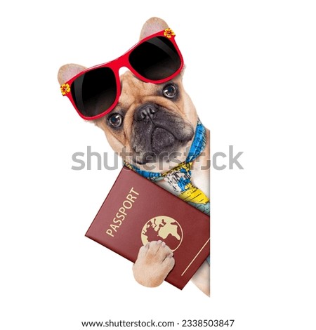 fawn bulldog with passport immigrating or ready for a vacation , besides a white placard or banner, isolated on white background