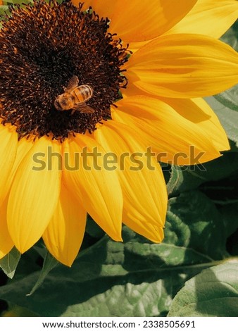 Sunflower with honey bee on it