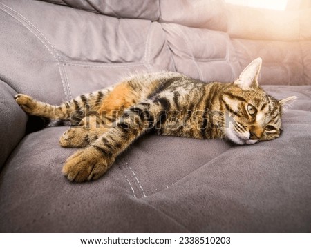 Relaxed brown tubby cat on a grey velour coach in calm and relaxed pose. Sleep and have a good time concept. House animal life. Royalty-Free Stock Photo #2338510203