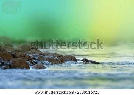 A young white throated dipper. Cinclus cinclus.juvenile bird on river stone near the waters. Soft green background. Afternoon time in Greece. Royalty-Free Stock Photo #2338516925