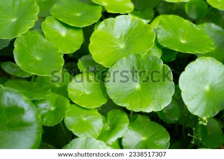 Centella asiatica (gotu kola). Fresh green leaves herb background. Royalty-Free Stock Photo #2338517307