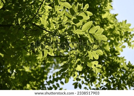 Japanese pagoda tree ( Sophola japonica ) leaves and flowers. Fabaceae deciduous tree native to China. White butterfly-shaped flowers bloom from July to August. Royalty-Free Stock Photo #2338517903