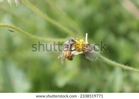picture of asian bee , fly look for Yellow flower Gaysorn ,blurred background.