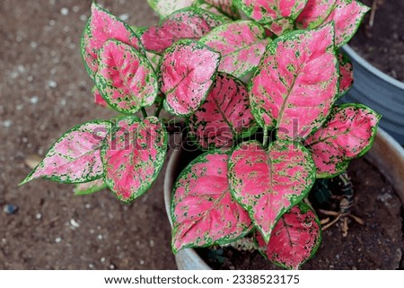 Red aglaonema leaves plant aka Chinese evergreen plant growing fertilely planted on pot, top view