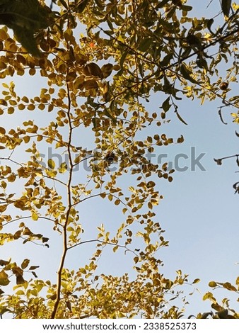 a picture of sky with tree branch and leafs