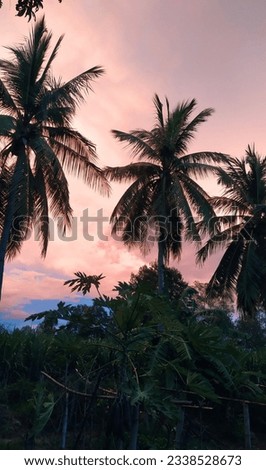The coconut trees behind the house that I take pictures of each time give me a different feeling. according to the color of the sky