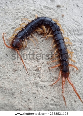Centipedes are poisonous animals that live in damp areas. Royalty-Free Stock Photo #2338531123