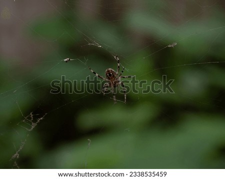 Close up of the underside of a barn spider or Araneus cavaticus with its entrapped prey. Image is photographed with a shallow depth of field and has copy space. Royalty-Free Stock Photo #2338535459