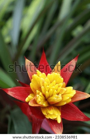 Various flower pictures, yellow, purple, red, pink