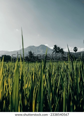 Fertile rice fields and rice that thrives