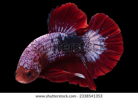 Beauty of the multicolor betta fish lies in its mesmerizing blend of vibrant hues, creating a living work of art, Betta splendens isolated on black background, Fish on black background.
