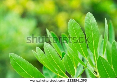 Closeup nature view of green leaf texture on sunlight using as background and fresh ecology wallpaper concept